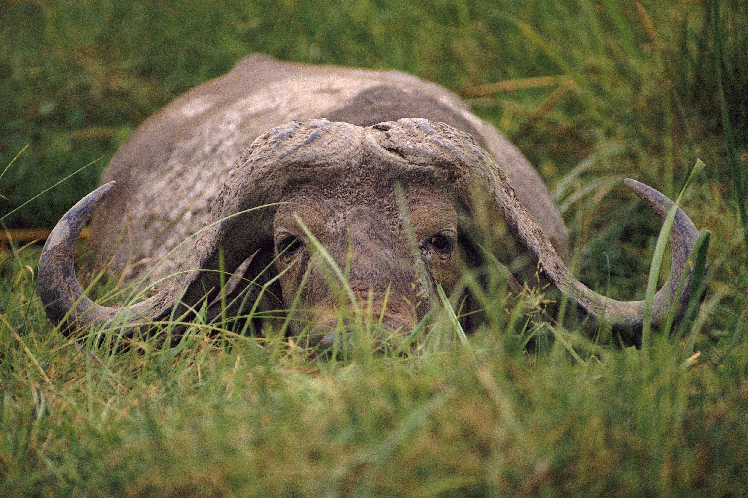 1997GP_LancePeck_CapeBuffalo.jpg