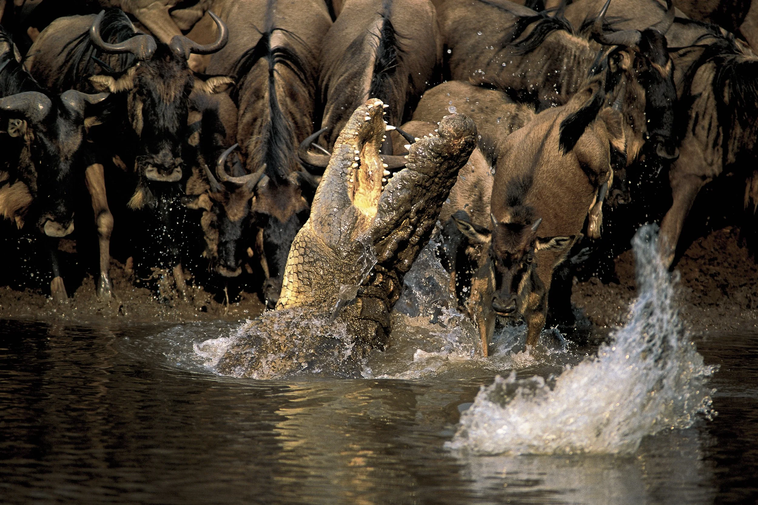 1999GP_AnupShah_Crocodile.jpg