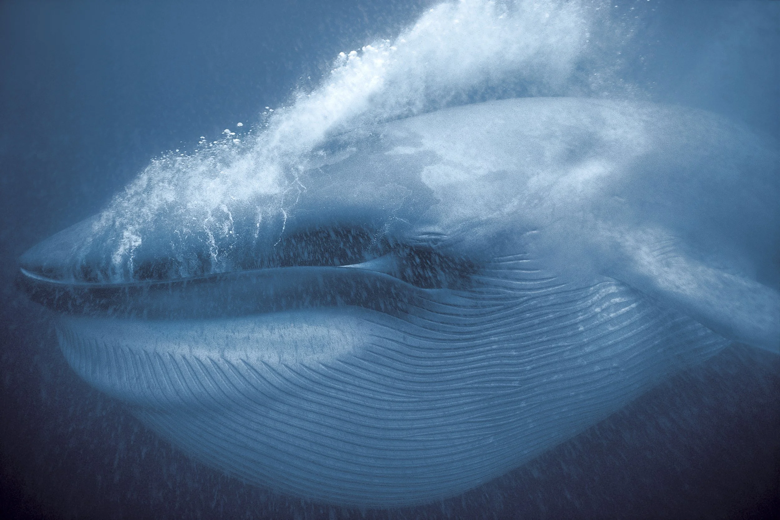 2001GP_DocWhite_BlueWhale.jpg