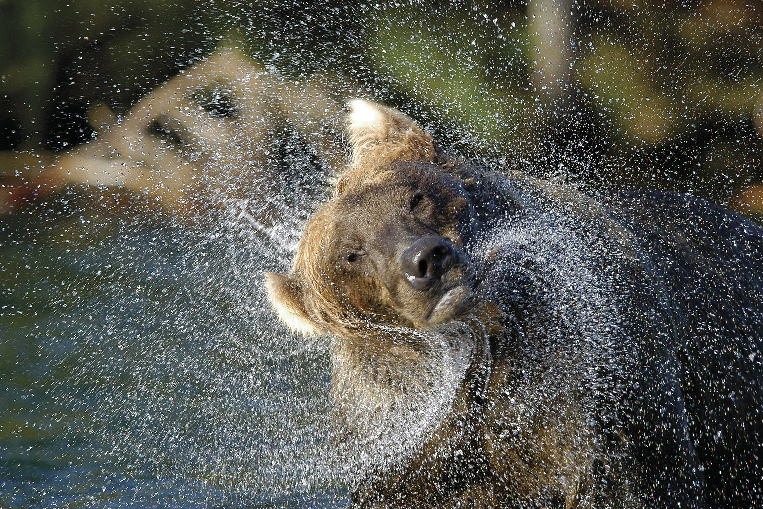 2004GP_RandyHarris_GrizzlyBear.jpg