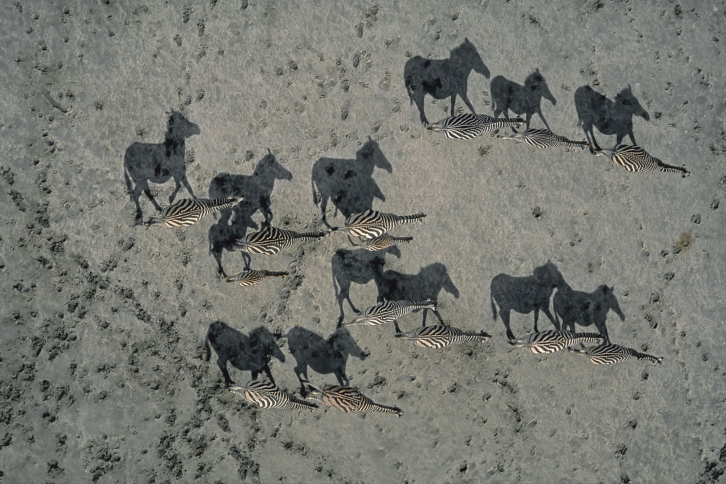 2007GP_RichardduToit_Zebras.jpg