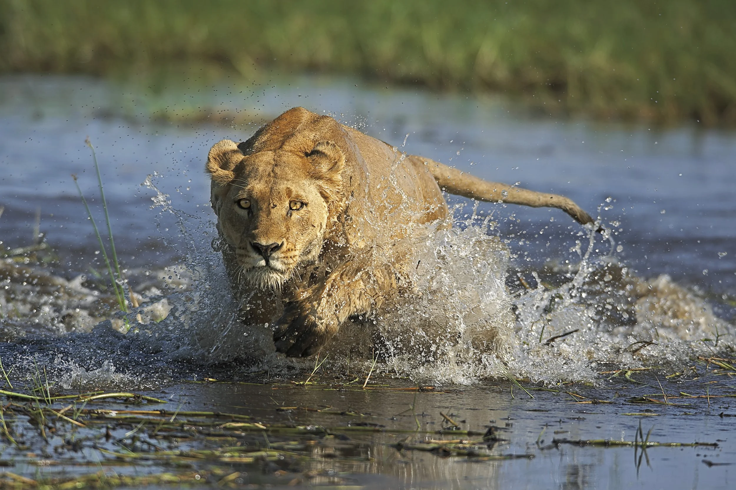 2008GP_BrianHampton_Lion.jpg