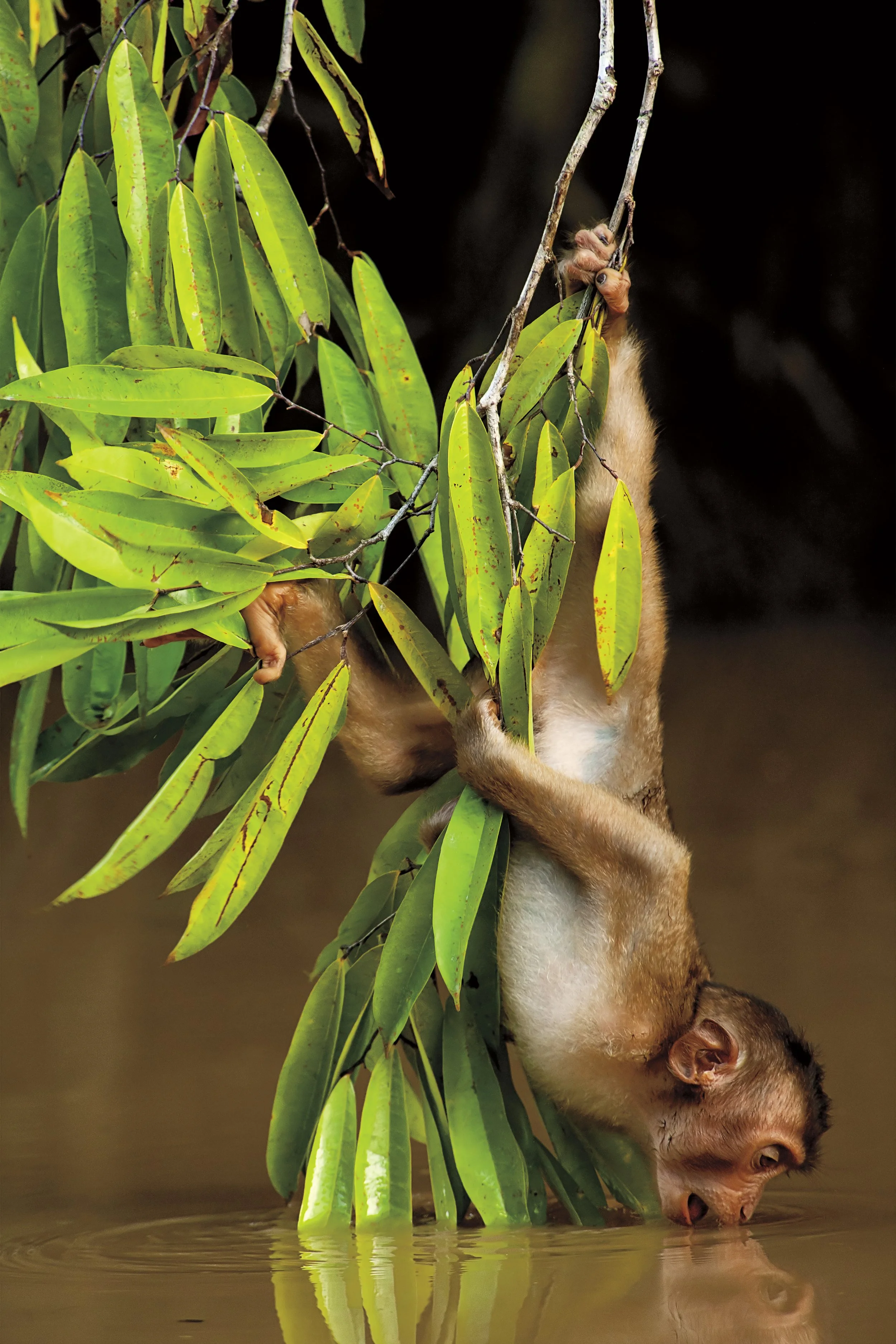 2012GP_CSLing_Macaque.jpg