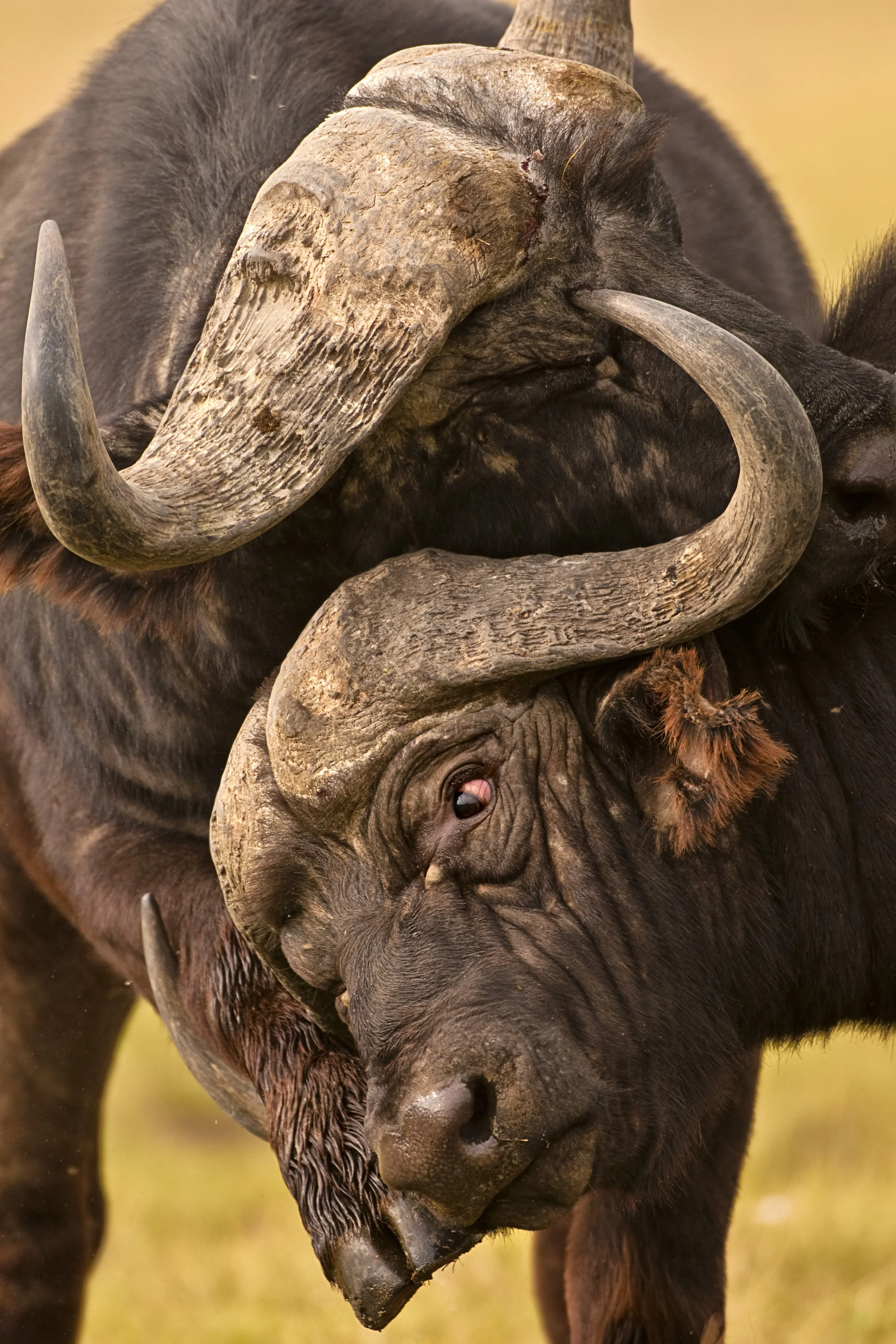 2011GP_FedericoVeronesi_CapeBuffalo.jpg