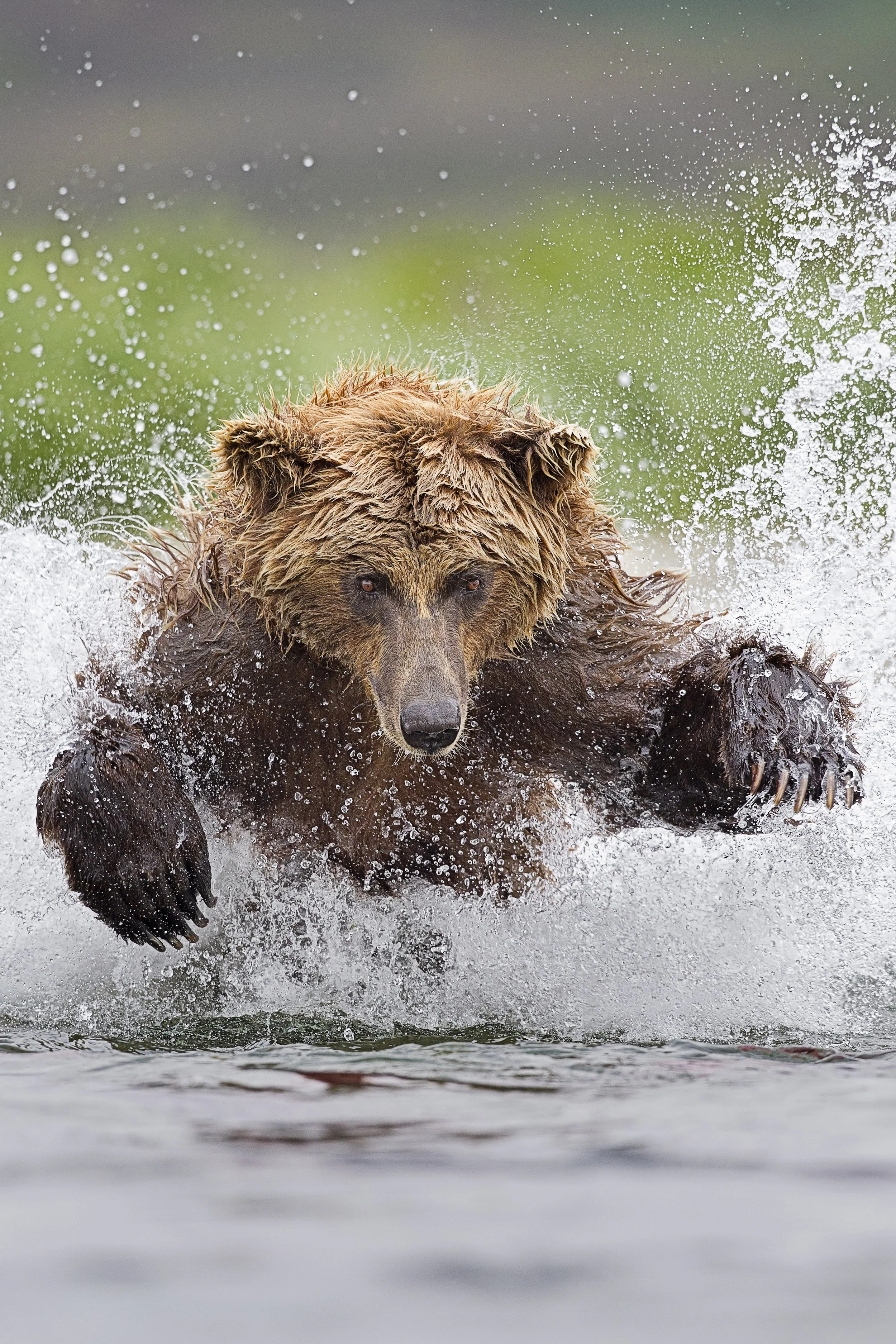 2013GP_TinManLee_BrownBear.jpg