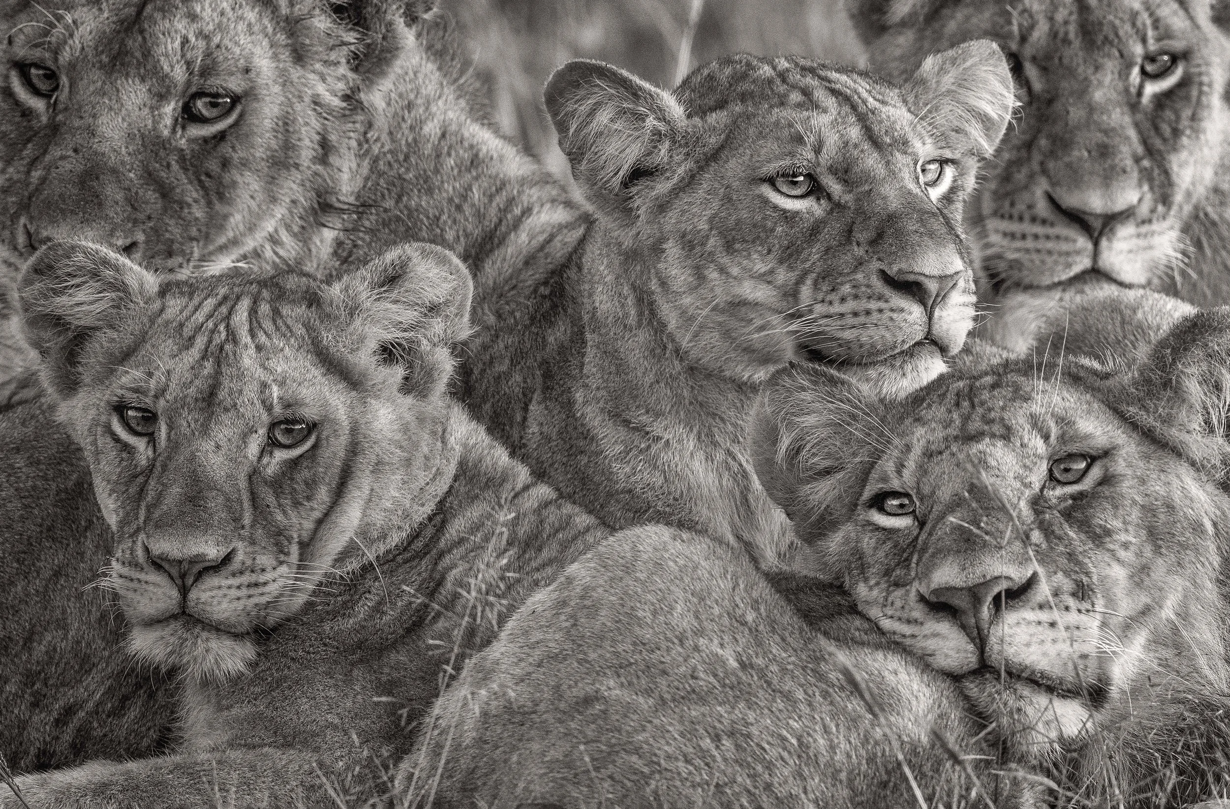2017GP_LakshithaKarunarathna_Lionesses.jpg