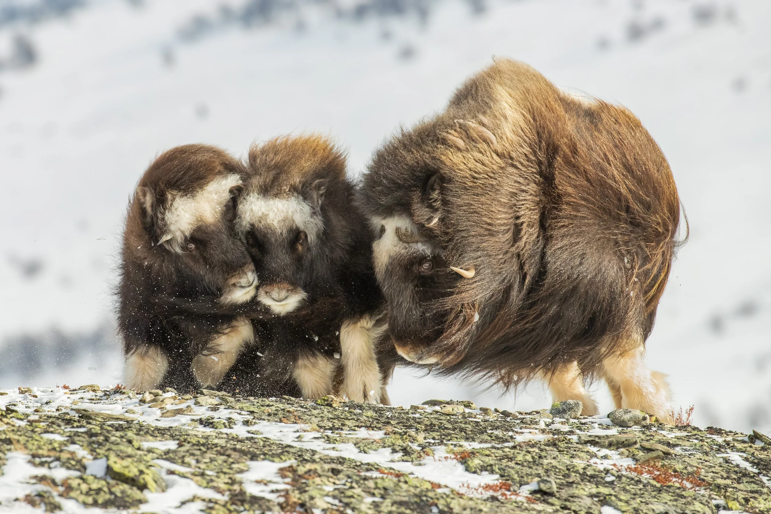 2019GP_AmitEshel_MuskOx.jpg