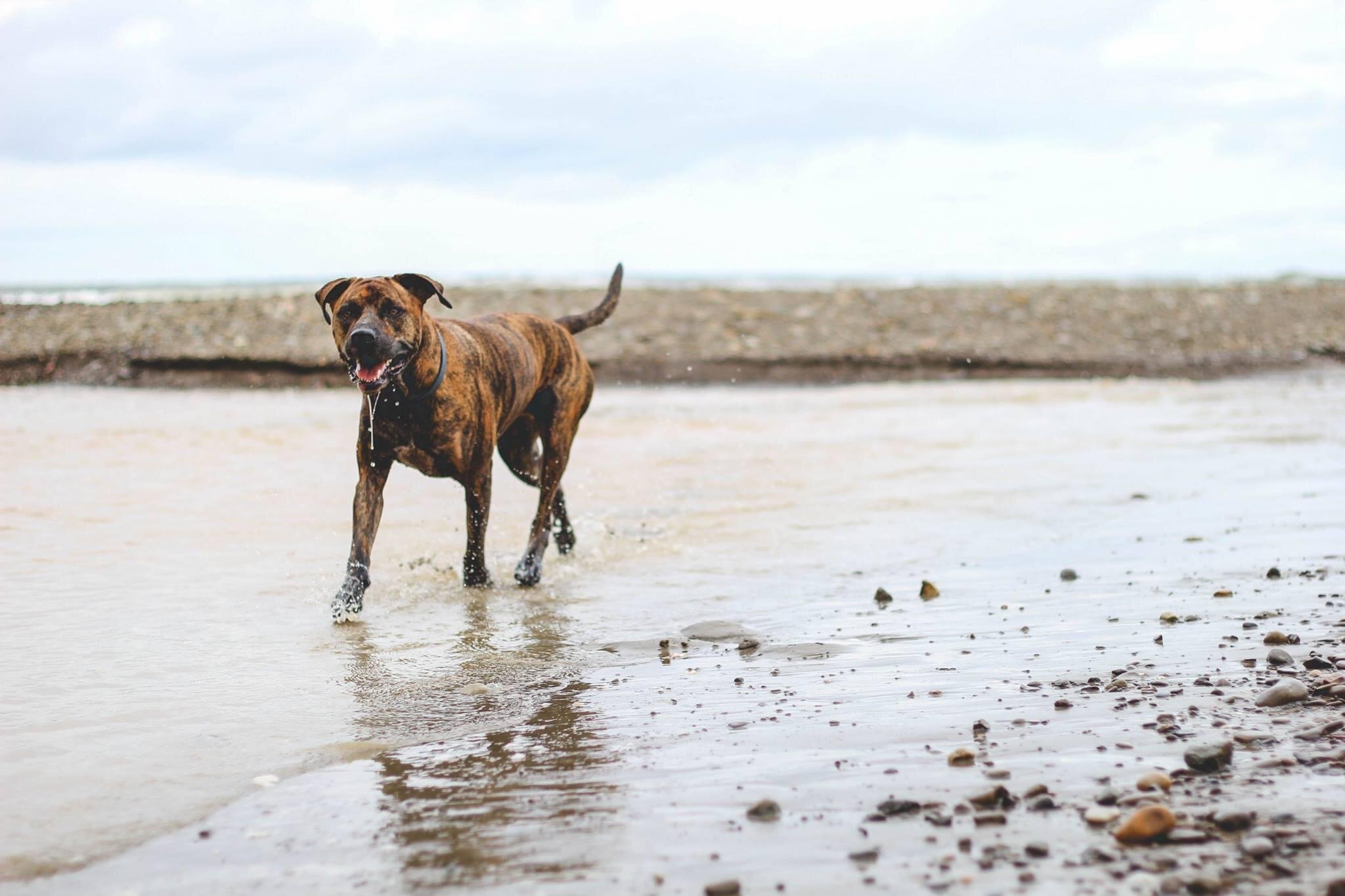 Help Bear Continue to Share His Love