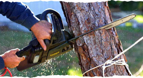 Tree RemovalRemoval of any size or species of tree. We assess its long-term and short-term health prospects and recommend the best course of action to maintain environmental integrity.