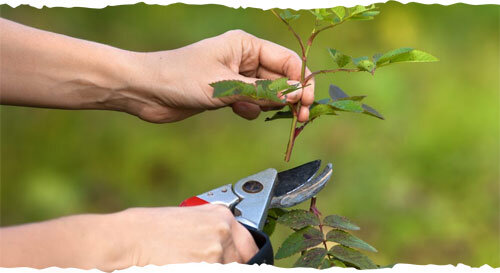 PruningWe prune trees of any size and take care of annual maintenance, deadwood of trees, and removal of select limbs.