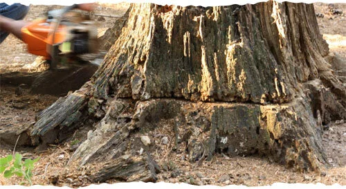 Stump RemovalWe safely remove stumps and surface roots to allow for new grass to properly grow in its place.