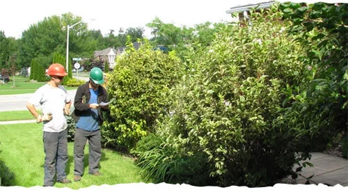 Arborist ReportsThe ISA requires paperwork to be filed out on behalf of many homeowners. We handle the dirty work for you.