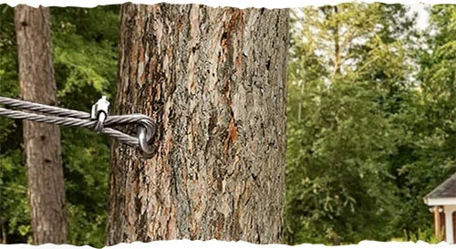 Cabling & BracingWe can install custom systems on your trees for safety and proper growth as recommended after a thorough assessment