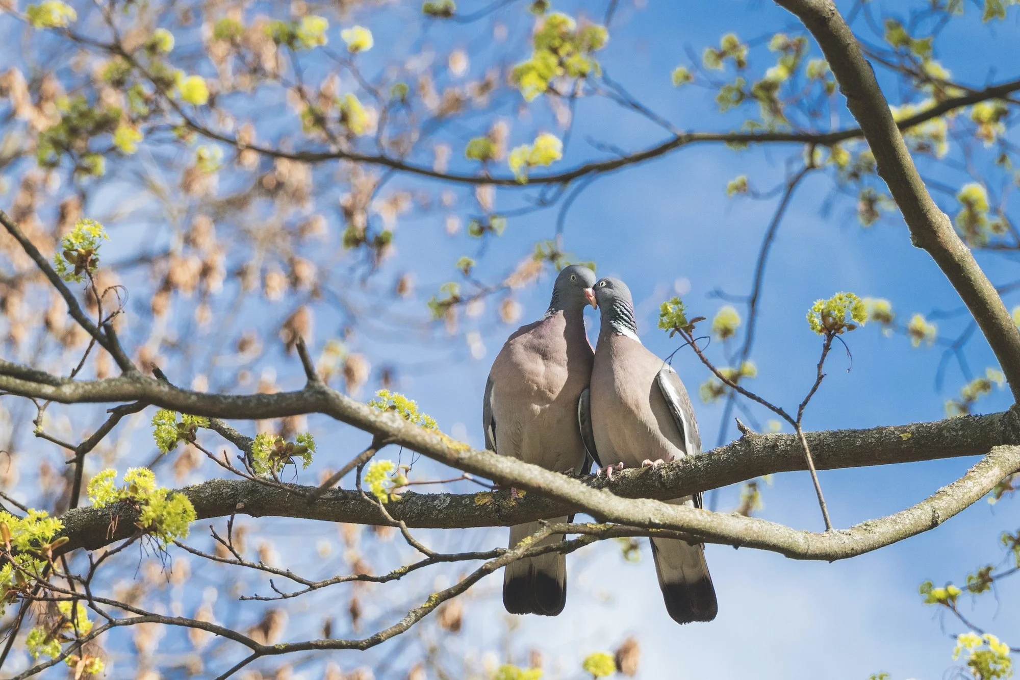 Spring Fever: Unexpected ways Springtime can Affect our Mental Health