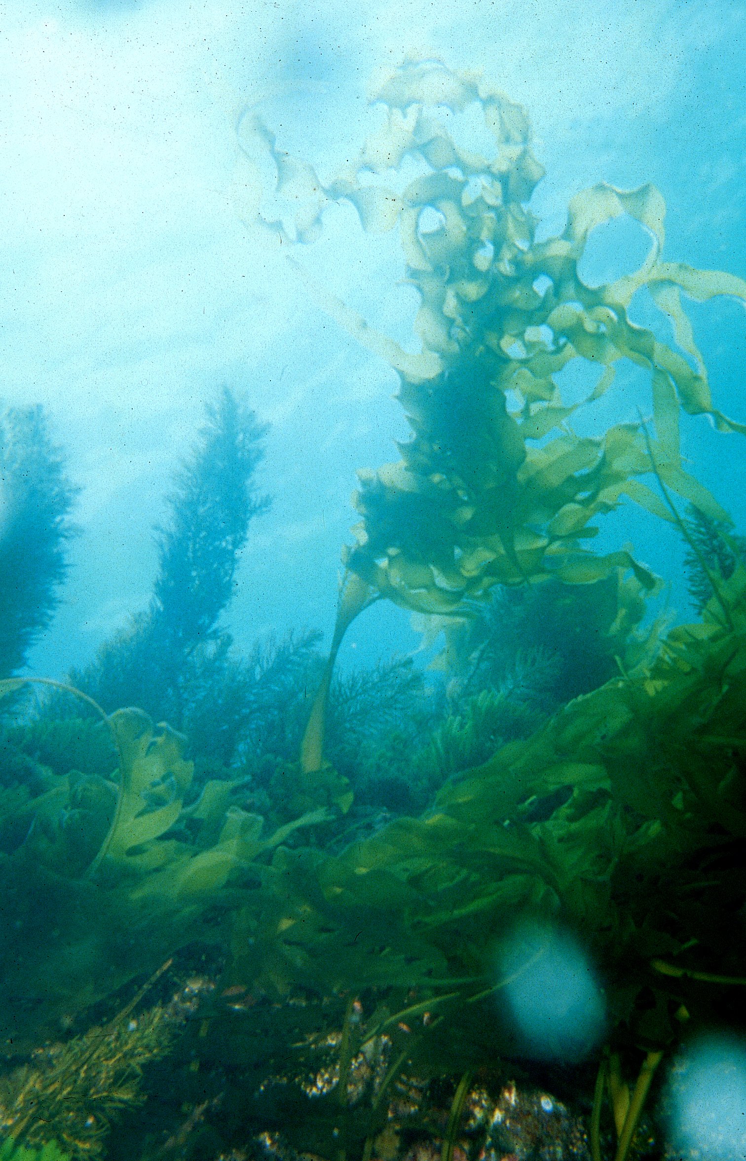 CSIRO_ScienceImage_904_Undaria_pinnatifida_Japanese_kelp.jpg