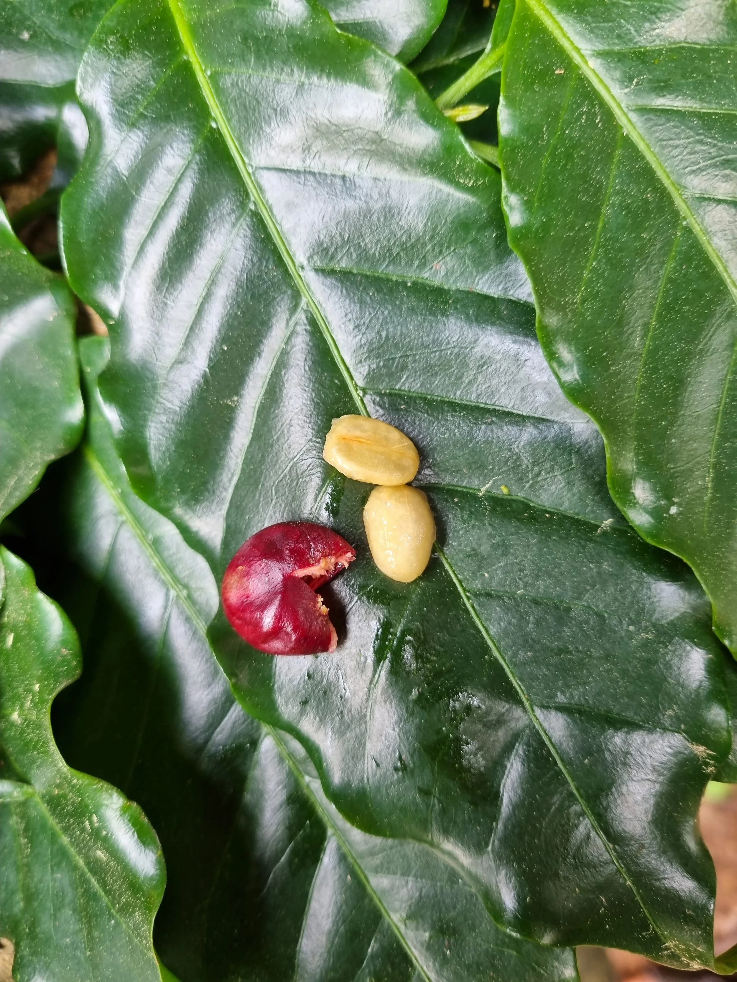 Native Davidson Plum & Dorrigo Pepper Hot Sauce — Ziggy's Wildfoods