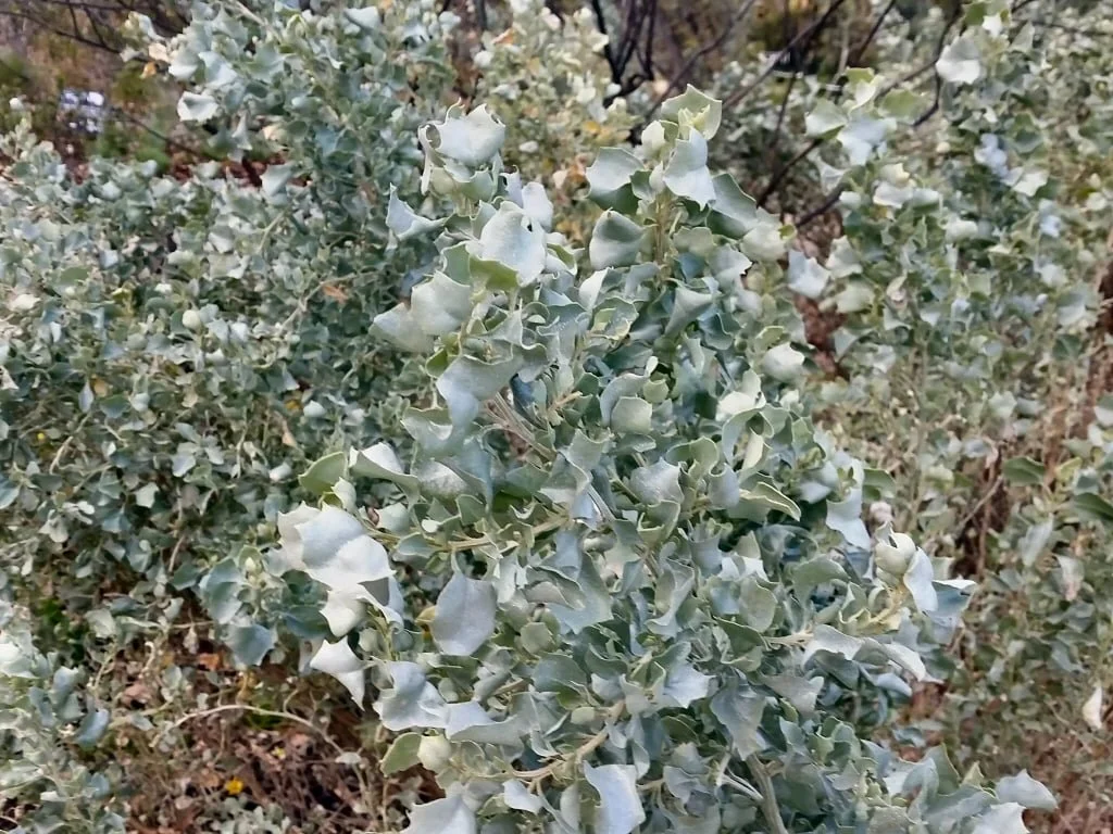 Saltbush