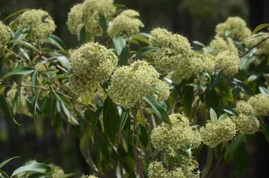 Lemon Myrtle