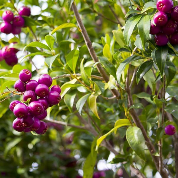 Lilly Pilly &amp; Riberry