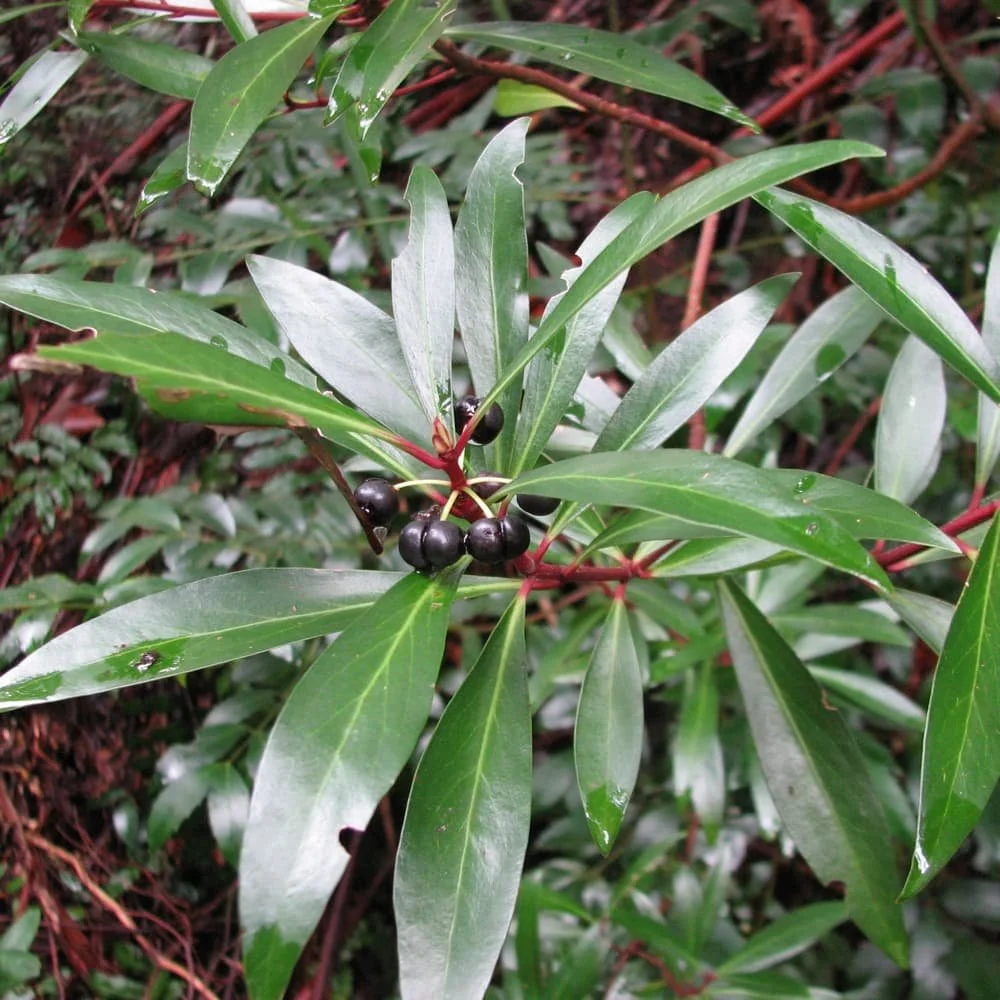 Mountain Pepper, Tasmanian Pepperberry &amp; Dorrigo Pepper