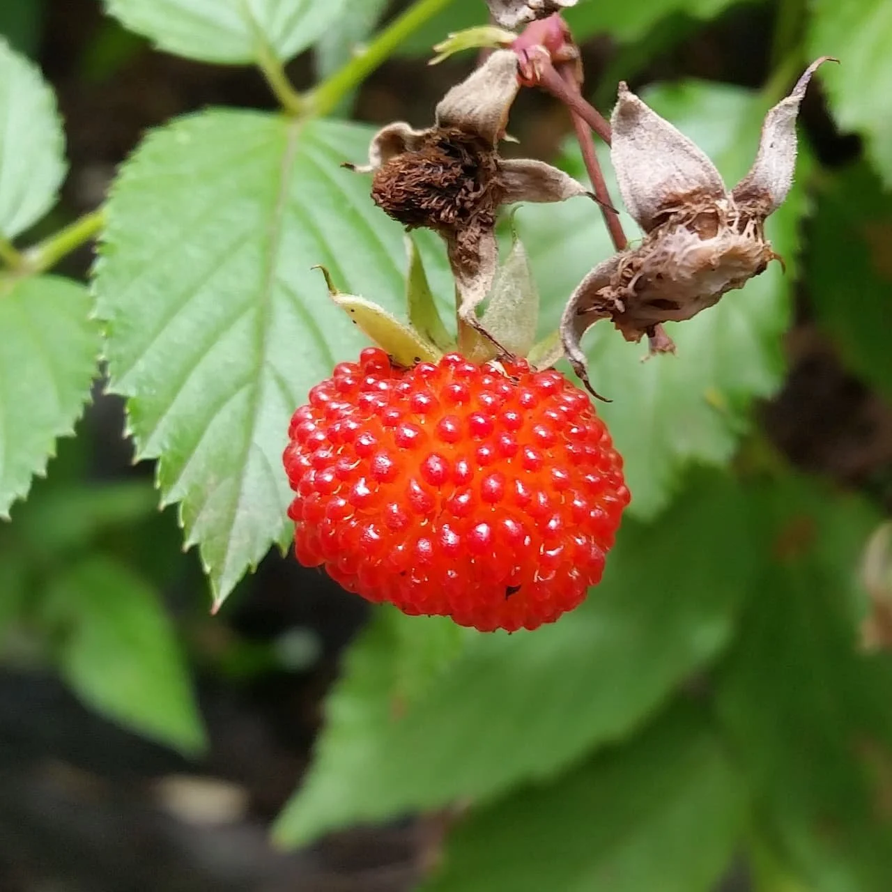 Native Atherton Raspberry