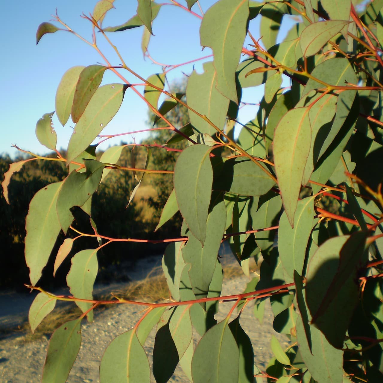 Strawberry Gum Eucalyptus
