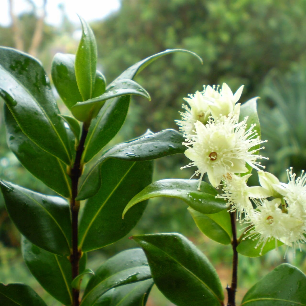 Cinnamon Myrtle/Grey Myrtle