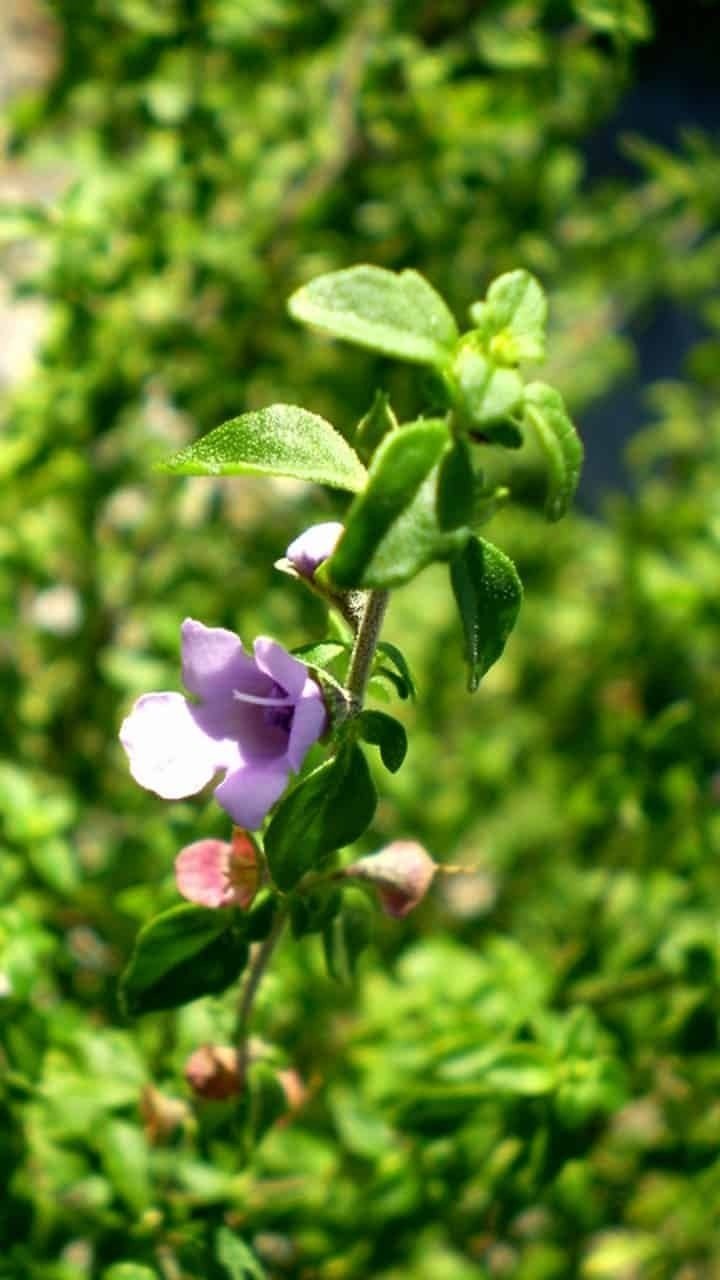 Native-Thyme-Prostanthera-incisa-1+%281%29.jpg