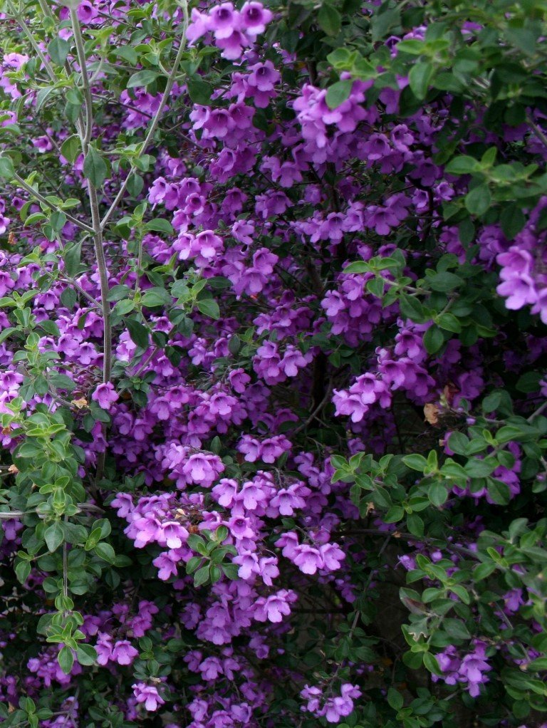 0263808_prostanthera-rotundifolia-fruit-flower.jpg