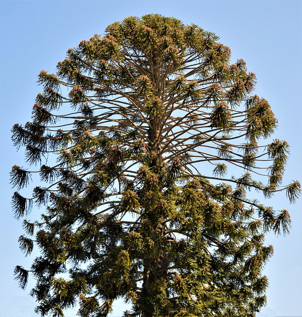 buny-bunya-tree-gress.jpg