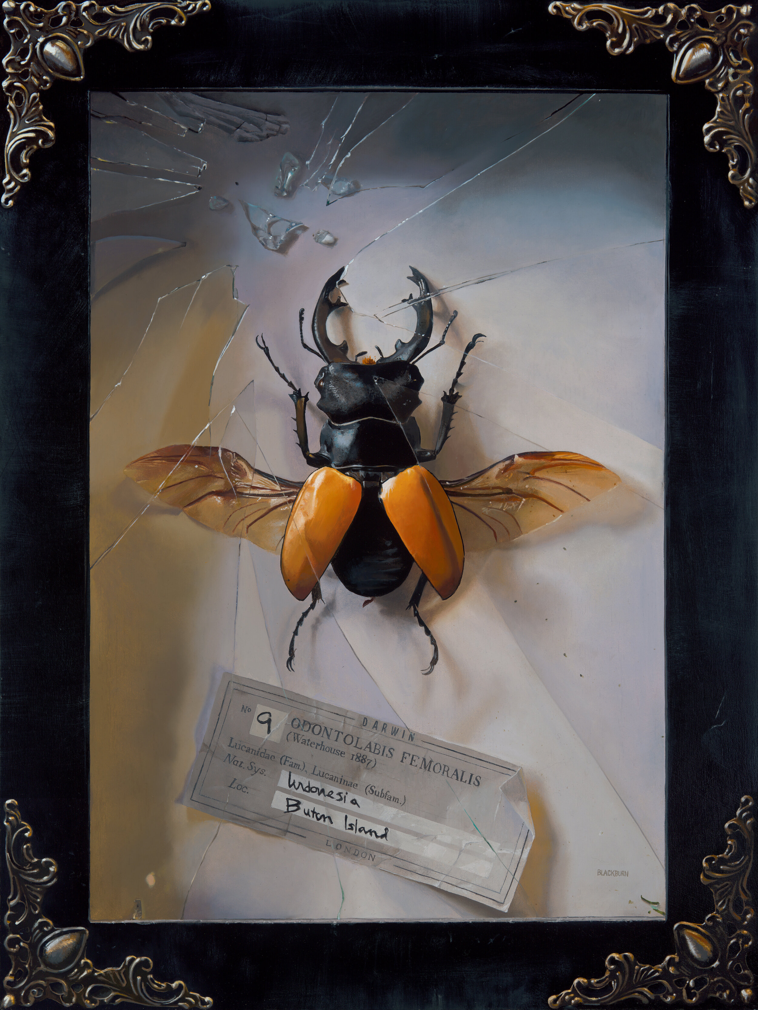 Stag-Beetle-30x40hires.jpg
