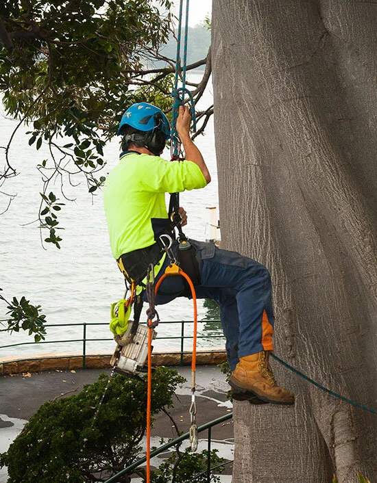 tree-worker-4.jpg