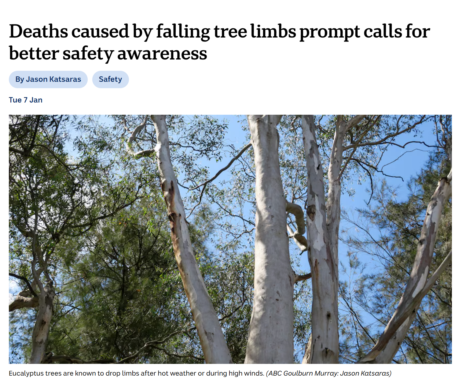 Ensuring Safety: The Critical Role of Tree Risk Assessments