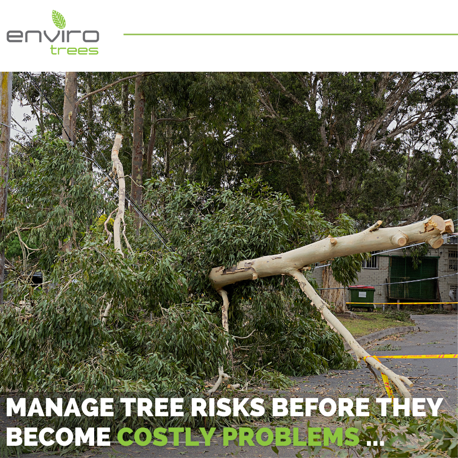 Manage tree risks before they become costly problems
