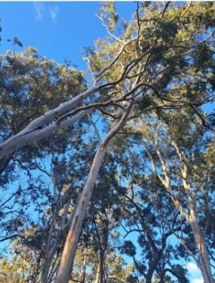 Emergency Make Safe, medowie NSW