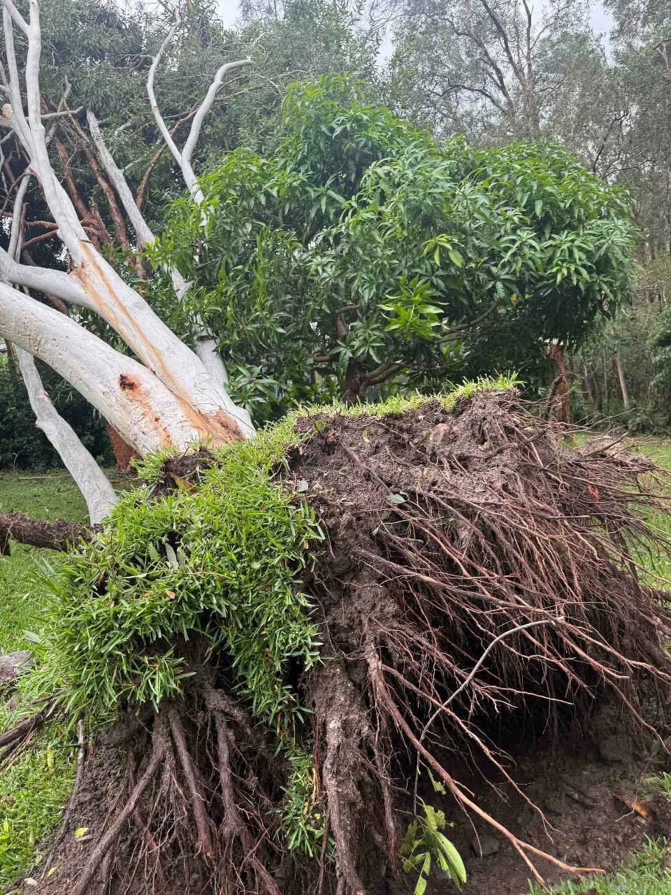 Emergency Tree Make Safes(Insurance 2) - Enviro Trees  (7).jpg