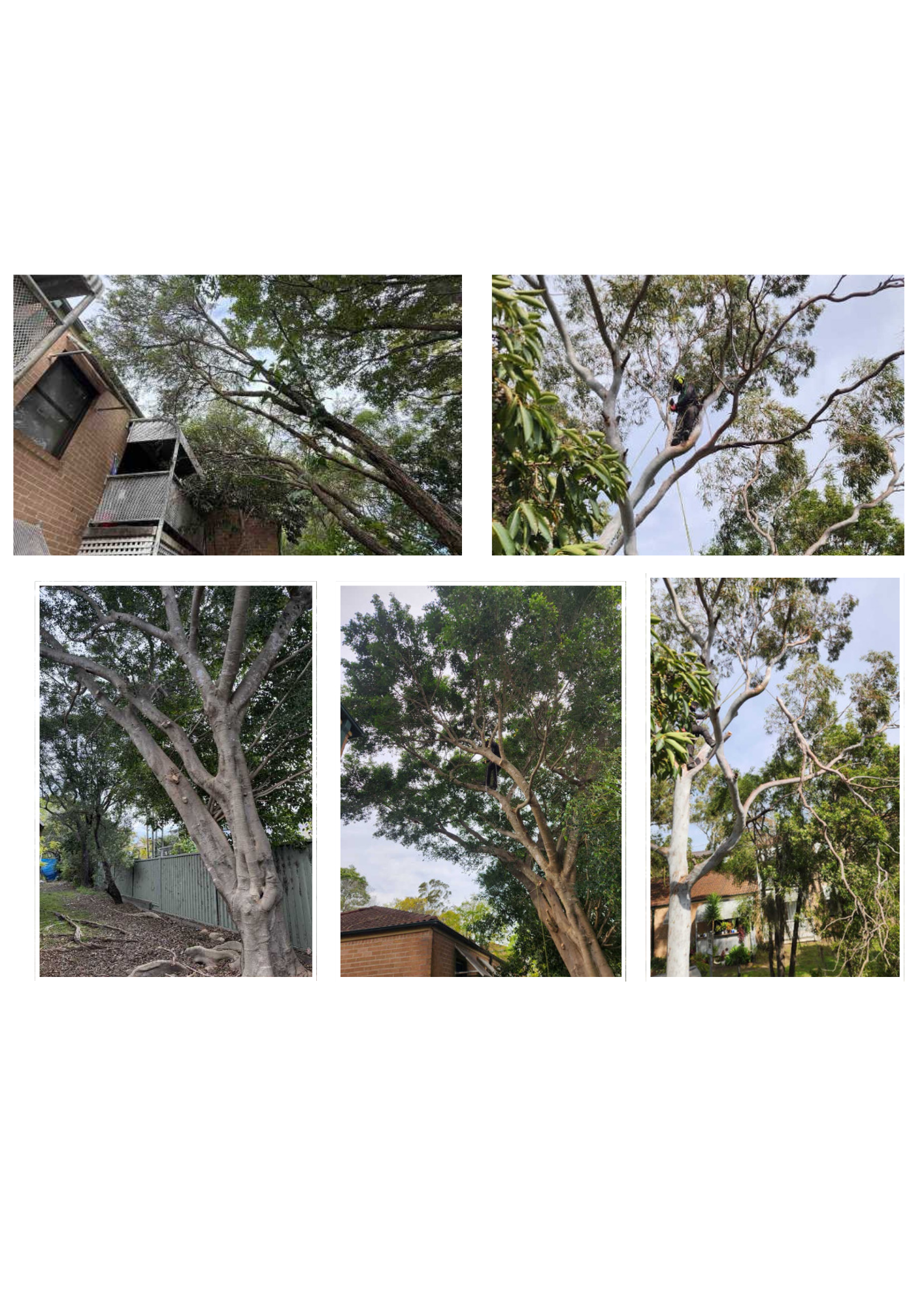 Planned Tree Works, drummoyne, NSW  