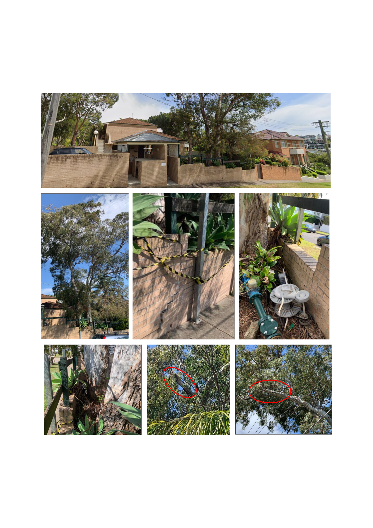 AQ5 Arborist Risk Assessment, drummoyne nsw 
