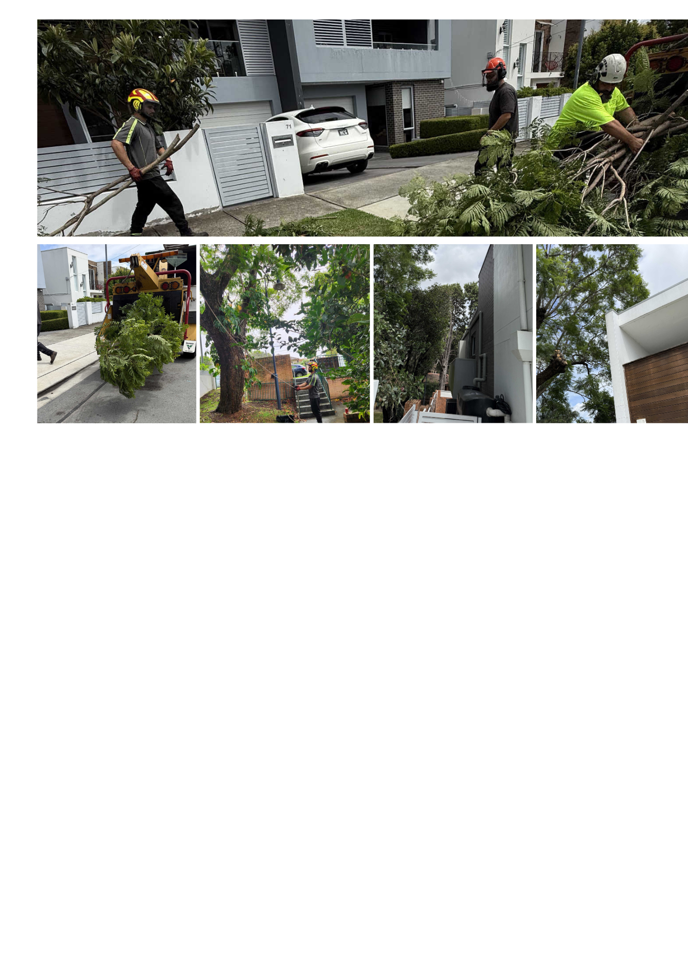 Planned Tree Works - Five Dock, NSW.png