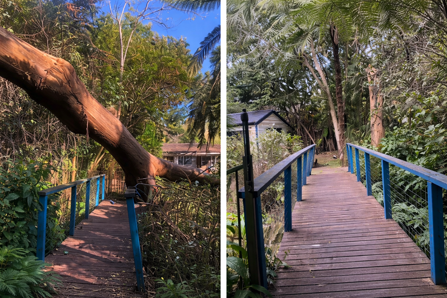 Why Before and After Photos Matter in Tree WorkS