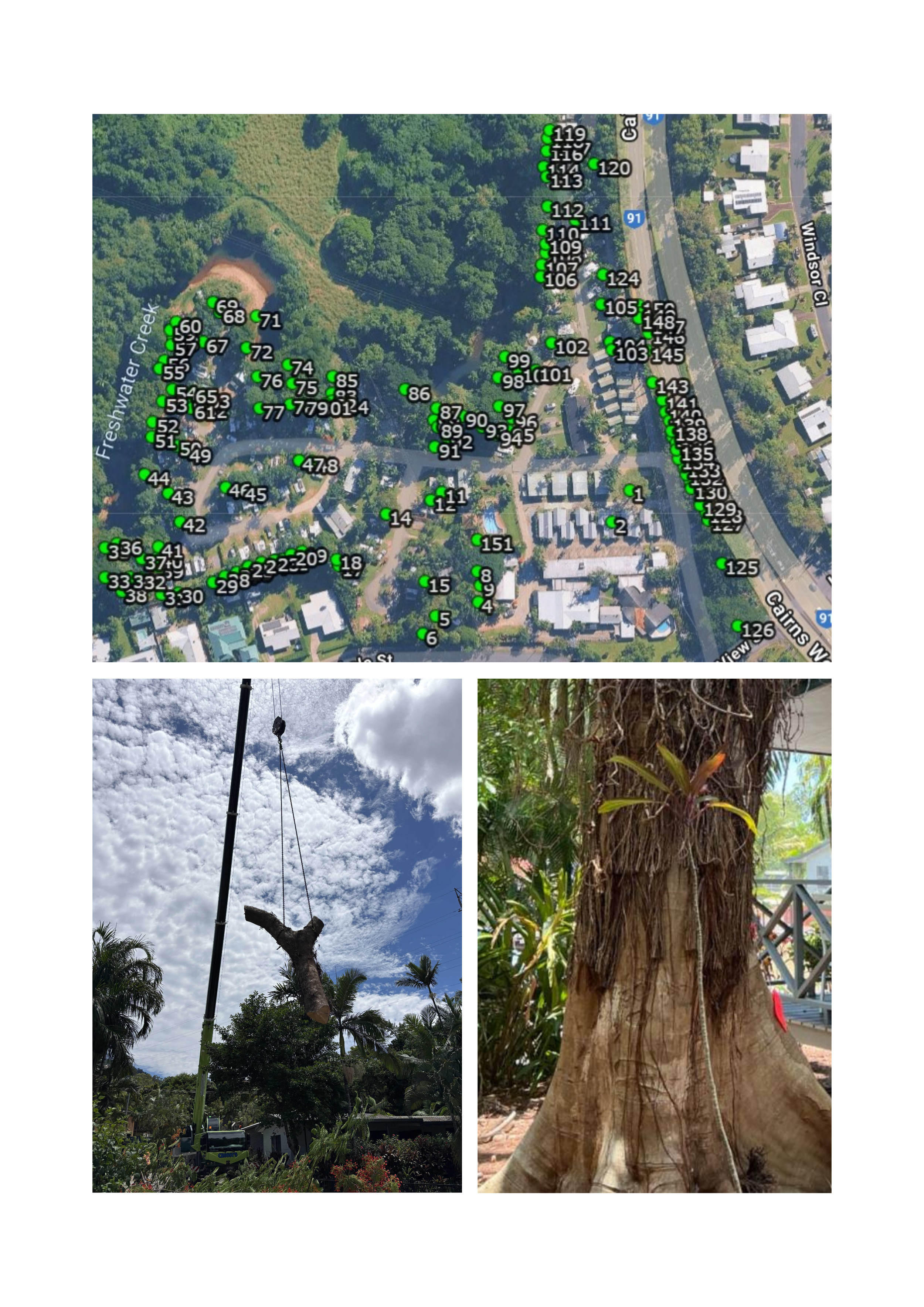 Arborist Consulting and Tree works - Cairns
