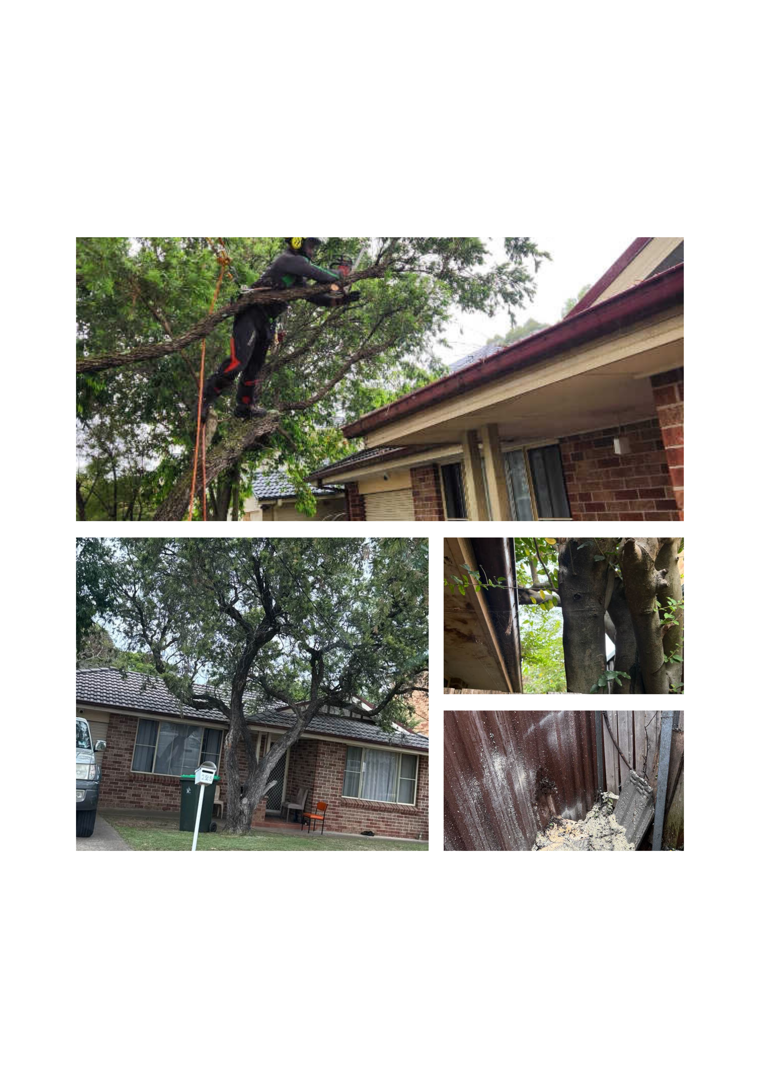 Planned Tree Works- Greenacre, NSW (2).png