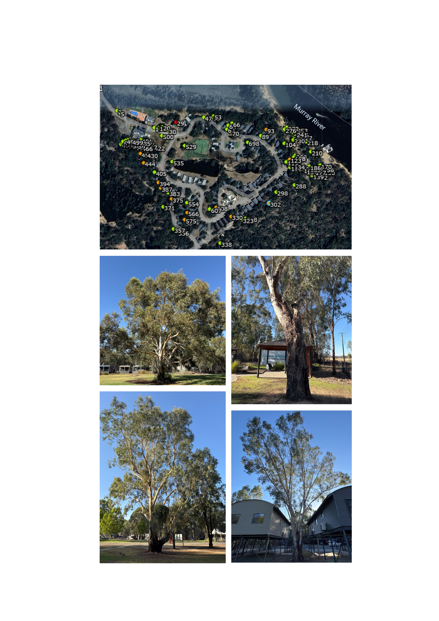 Arborist Consulting - Moama, NSW