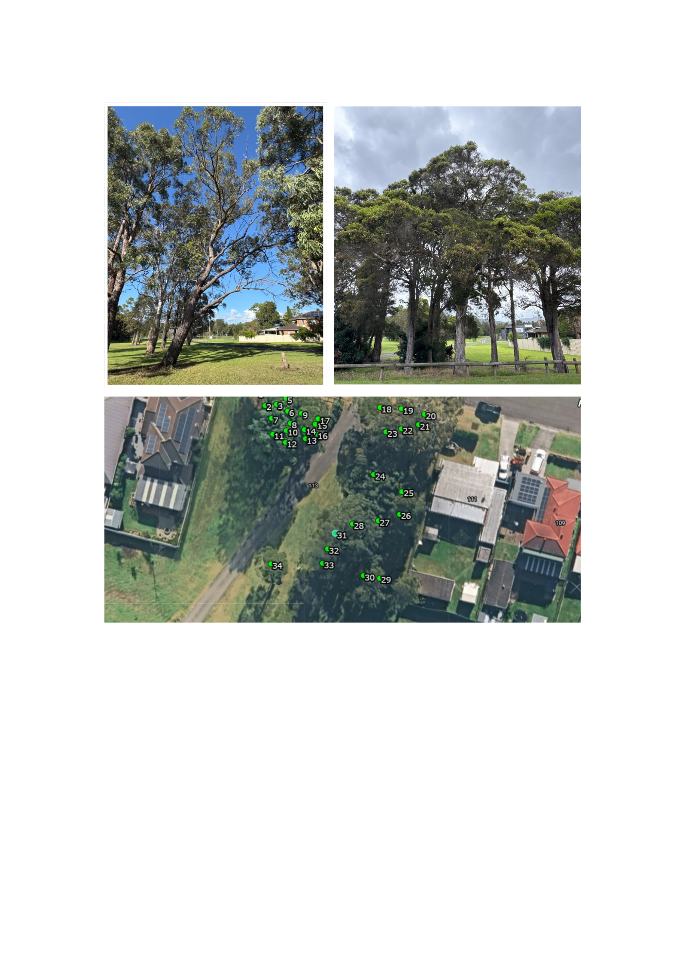 Arborist Consulting - Oak Flats, NSW