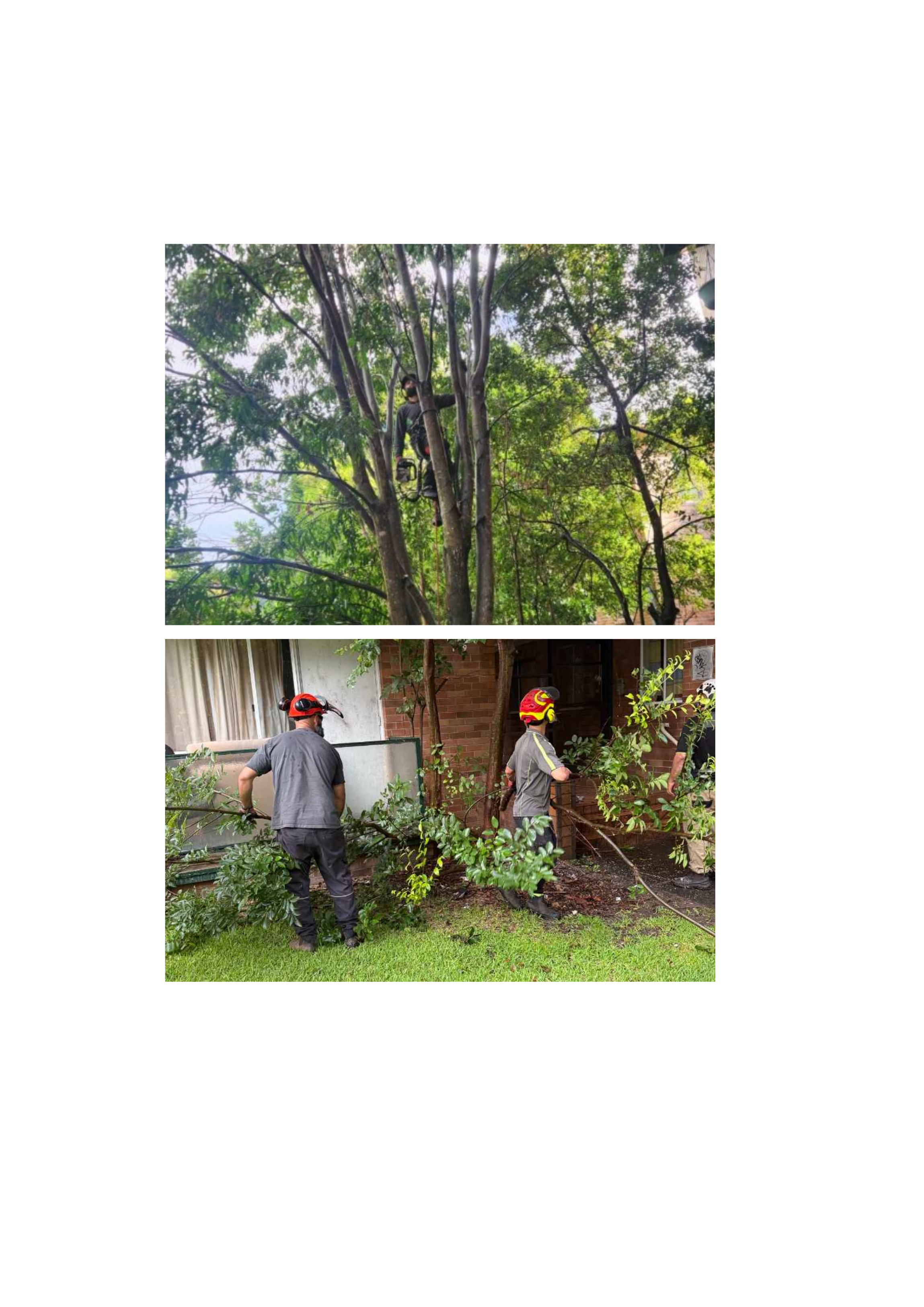 Planned Tree Works- Lilyfield, NSW (1).png