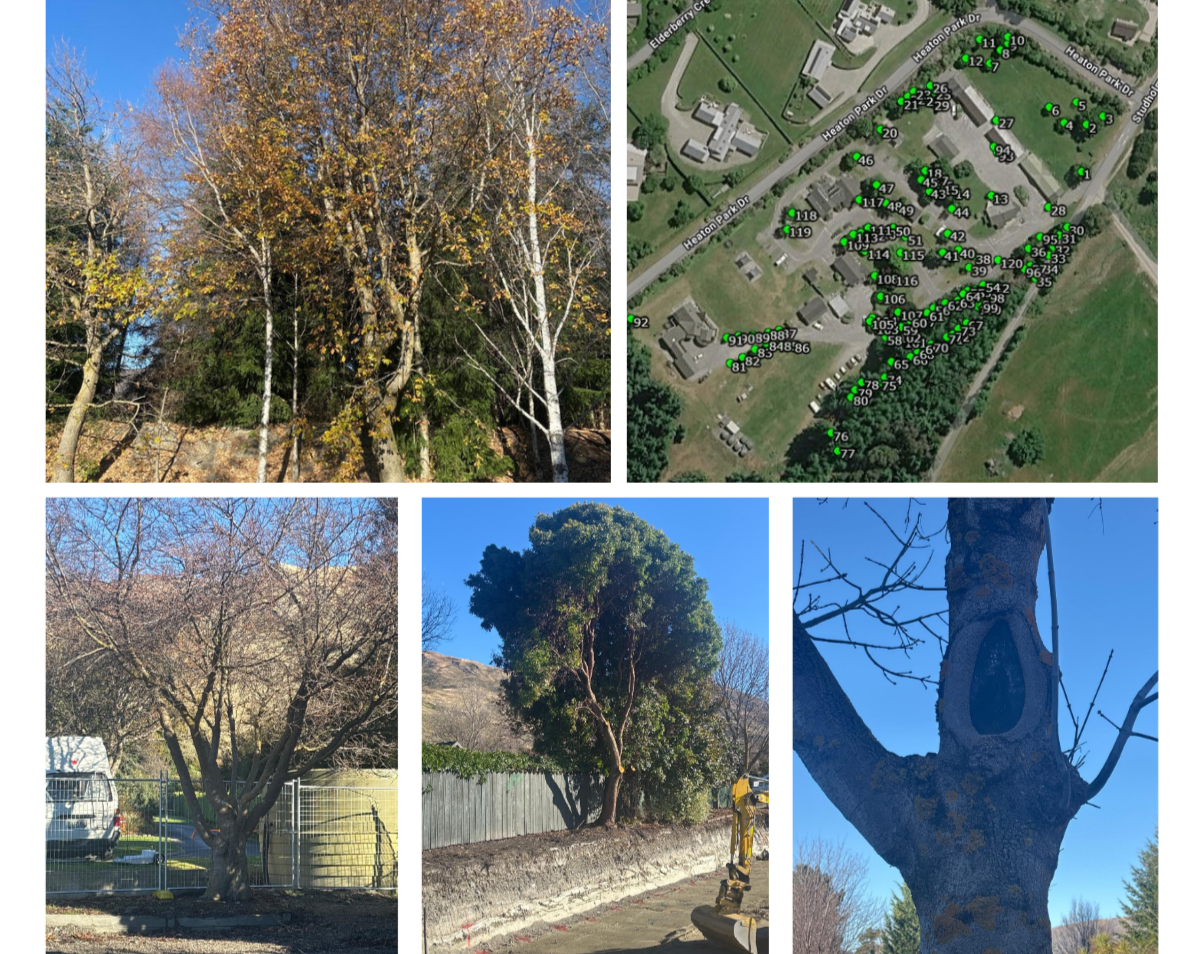 Tree Risk Assessment- Wanaka, New Zealand
