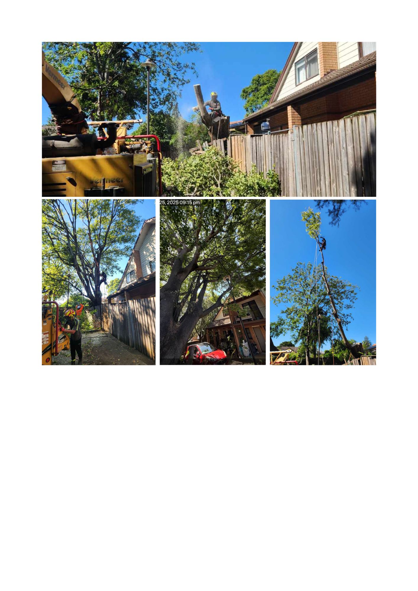 Planned Tree Works- Concord, NSW.png