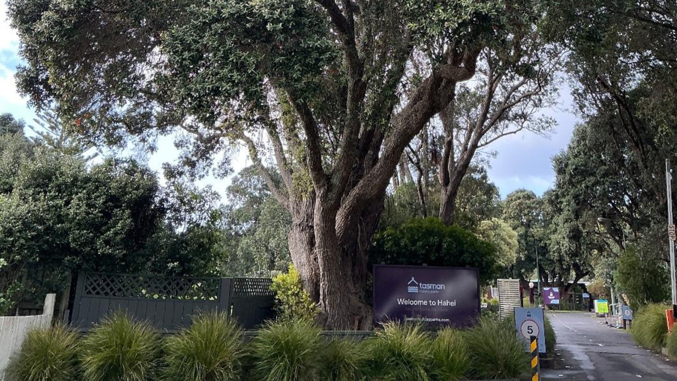 Arborist Consulting - Hahei, New Zealand