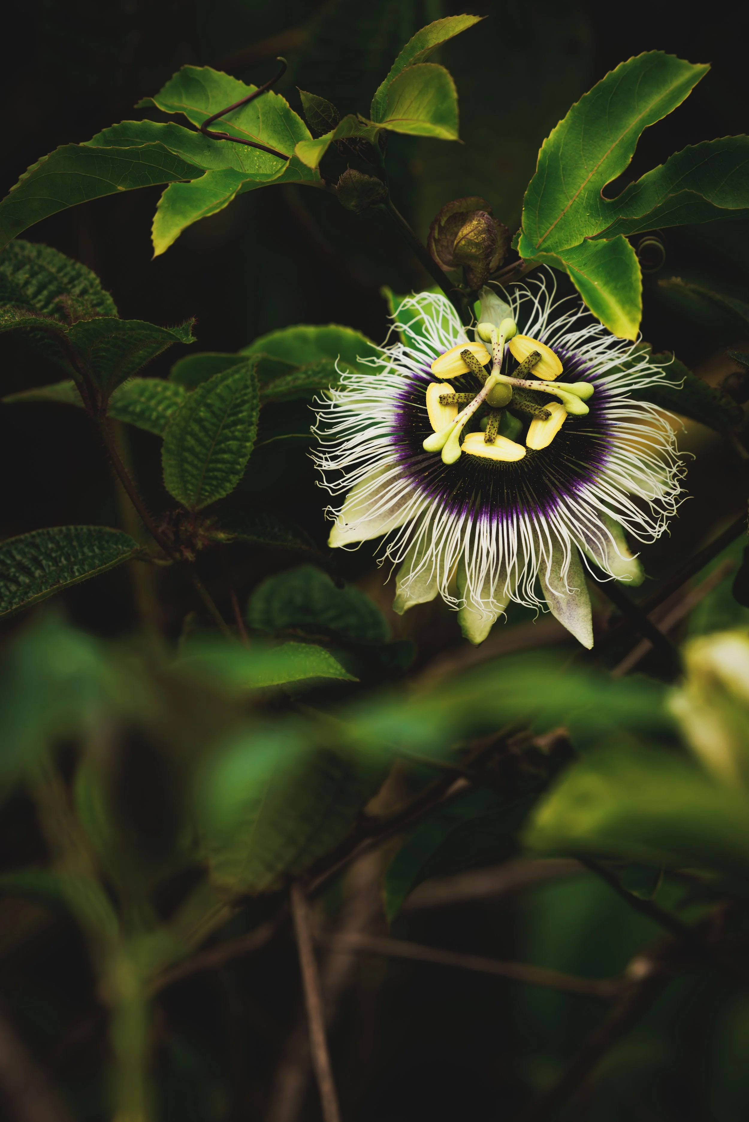 Close-up of a passionflower growing among green leaves, with intricate white and purple filaments surrounding the yellow and black central structures.