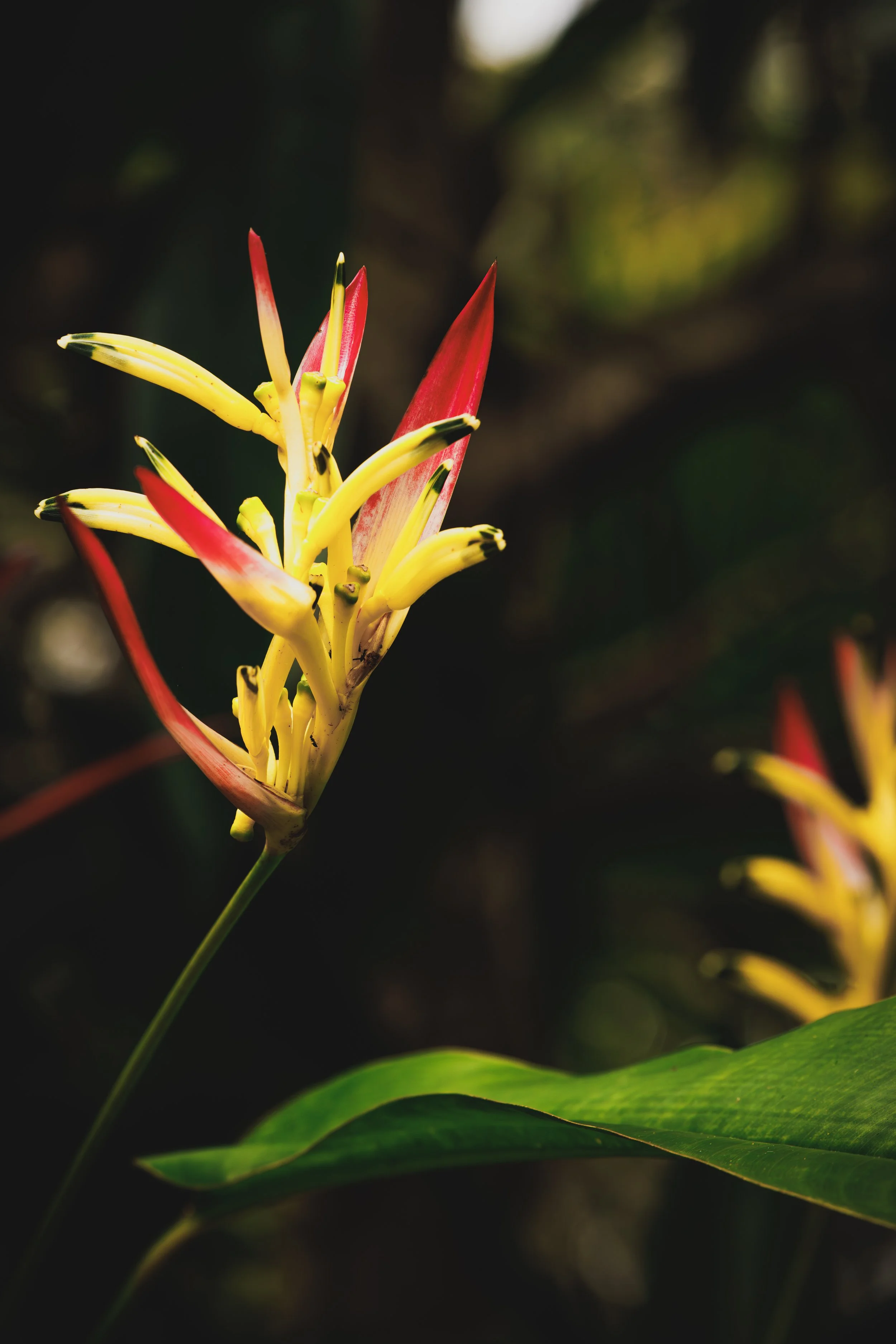A close-up of a tropical flower with yellow and red petals, set against a dark background.